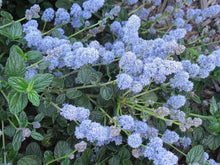 Load image into Gallery viewer, CEANOTHUS YANKEE POINT
