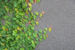 FICUS PUMILA