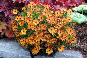 COREOPSIS MANGO PUNCH 14CM