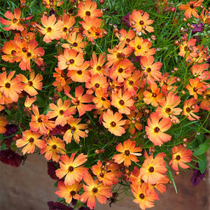 COREOPSIS MANGO PUNCH 14CM