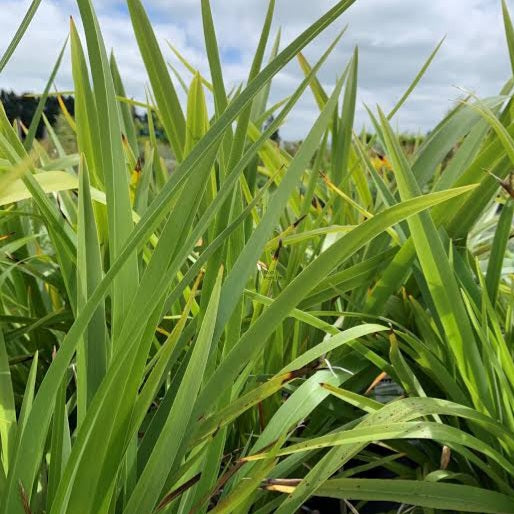 PHORMIUM EMERALD GEM 4.0L