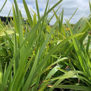 PHORMIUM EMERALD GREEN 3.3L