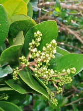 Load image into Gallery viewer, CORYNOCARPUS LAEVIGATUS KARAKA 1.0L
