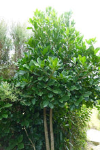 Load image into Gallery viewer, CORYNOCARPUS LAEVIGATUS KARAKA 1.0L
