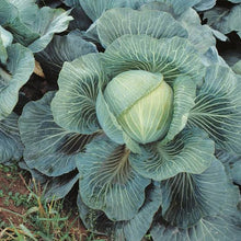 Load image into Gallery viewer, CABBAGE KILATON HYBRID SEED
