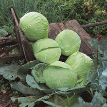 Load image into Gallery viewer, CABBAGE KILATON HYBRID SEED
