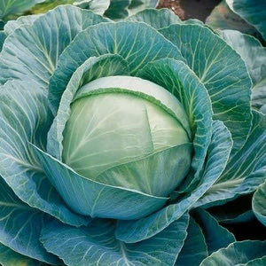 CABBAGE KILATON HYBRID SEED