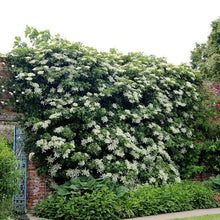 Load image into Gallery viewer, HYDRANGEA PETIOLARIS
