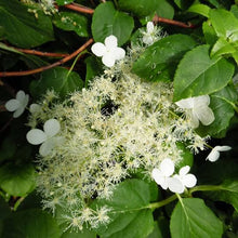 Load image into Gallery viewer, HYDRANGEA PETIOLARIS
