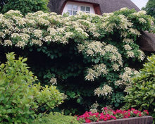 Load image into Gallery viewer, HYDRANGEA PETIOLARIS
