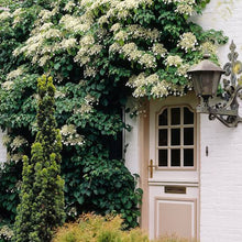 Load image into Gallery viewer, HYDRANGEA PETIOLARIS
