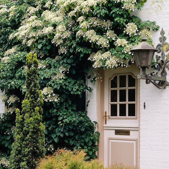 HYDRANGEA PETIOLARIS