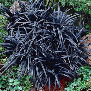 OPHIOPOGON SHORT BLACK MONDO GRASS 09CM