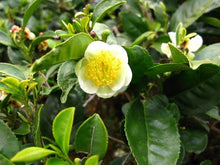 Load image into Gallery viewer, CAMELLIA SINENSIS TEA SHRUB 1.9L
