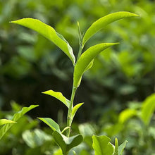 Load image into Gallery viewer, CAMELLIA SINENSIS TEA SHRUB 1.9L
