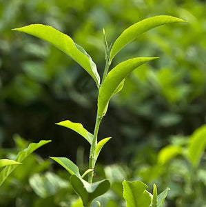 CAMELLIA SINENSIS TEA SHRUB 1.9L