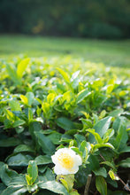 Load image into Gallery viewer, CAMELLIA SINENSIS TEA SHRUB 1.9L
