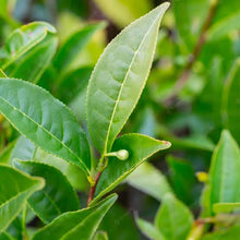 Load image into Gallery viewer, CAMELLIA SINENSIS TEA SHRUB 1.9L
