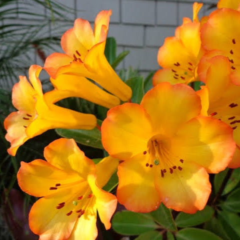 VIREYA RHODODENDRON HALOED GOLD 3.3L