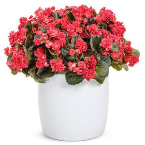 BEGONIA DOUBLE UP RED 1.5L