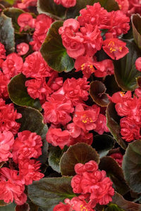 BEGONIA DOUBLE UP RED 1.5L