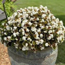 Load image into Gallery viewer, BEGONIA DOUBLE UP WHITE 1.5L
