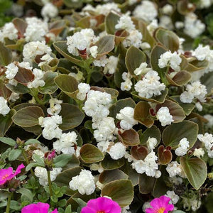 BEGONIA DOUBLE UP WHITE 1.5L