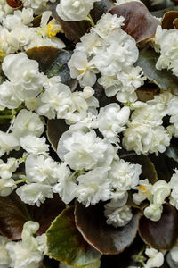 BEGONIA DOUBLE UP WHITE 1.5L