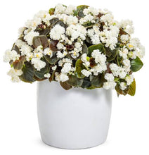 Load image into Gallery viewer, BEGONIA DOUBLE UP WHITE 1.5L
