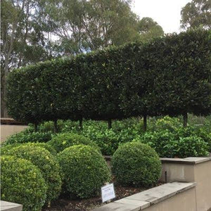 LAURUS NOBILIS BAY TREE 1.9L