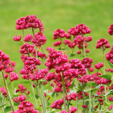 Load image into Gallery viewer, CENTRANTHUS VALERIAN RED 14CM
