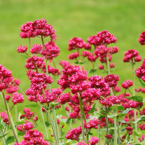 CENTRANTHUS VALERIAN RED 14CM