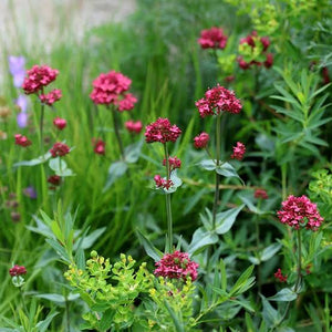 CENTRANTHUS VALERIAN RED 14CM