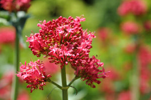 CENTRANTHUS VALERIAN RED 14CM