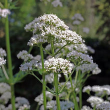 Load image into Gallery viewer, CENTRANTHUS VALERIAN WHITE 14CM
