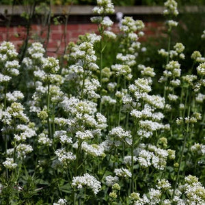 CENTRANTHUS VALERIAN WHITE 14CM