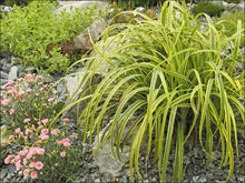 Load image into Gallery viewer, CAREX TRIFIDA REKOHU SUNRISE 15CM
