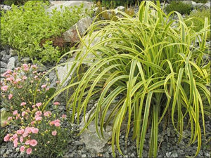 CAREX TRIFIDA REKOHU SUNRISE 15CM