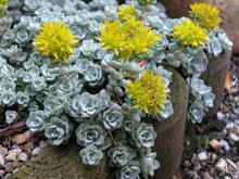 Load image into Gallery viewer, SEDUM CAPE BLANCO 12CM
