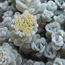 Load image into Gallery viewer, SEDUM CAPE BLANCO 12CM
