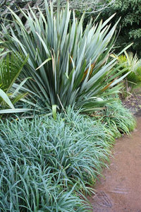 CAREX TRIFIDA TATAKI 10CM