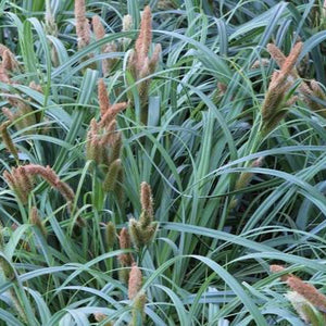 CAREX TRIFIDA TATAKI 10CM