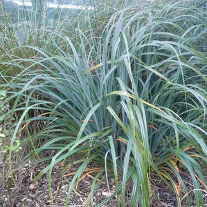 CAREX TRIFIDA TATAKI 10CM