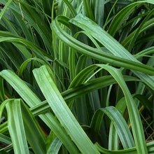 Load image into Gallery viewer, CAREX TRIFIDA TATAKI 10CM
