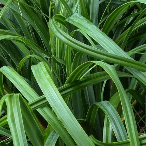 CAREX TRIFIDA TATAKI 10CM