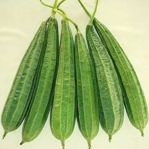 GOURDS LUFFA RIDGE SEED