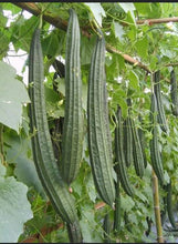 Load image into Gallery viewer, GOURDS LUFFA RIDGE SEED
