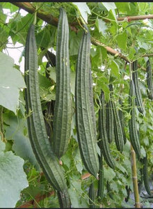 GOURDS LUFFA RIDGE SEED