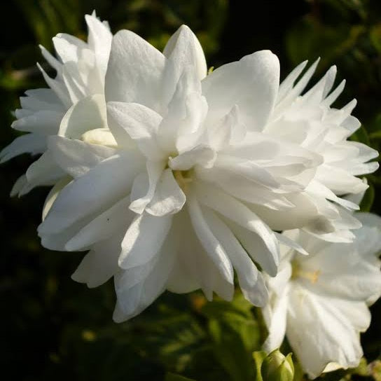 PHILADELPHUS FROSTY MORN 4.5L