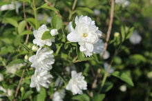 Load image into Gallery viewer, PHILADELPHUS FROSTY MORN 4.5L
